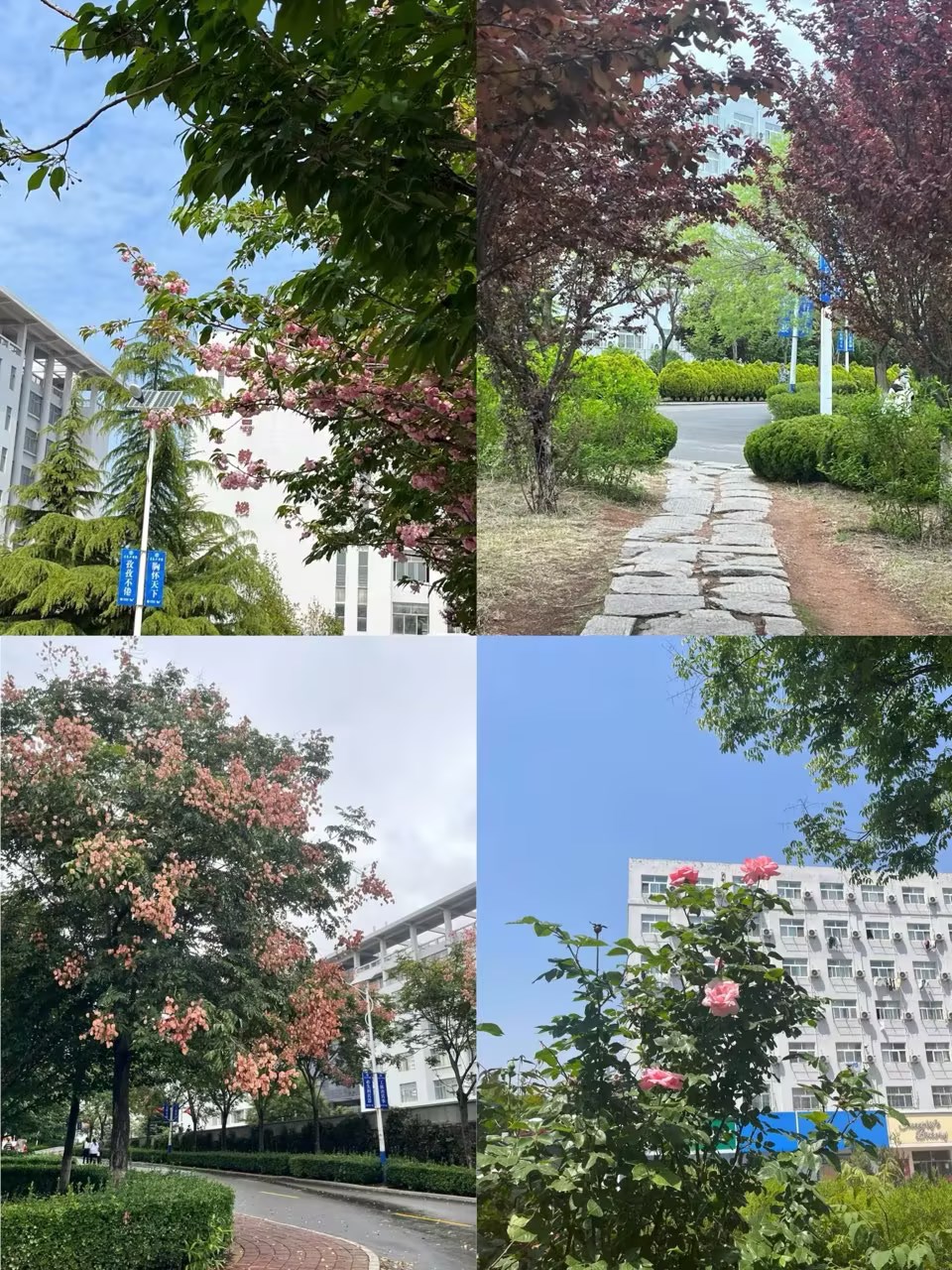 我们获评“山东省绿色学校”称号 我们获评“山东省绿色学校”称号